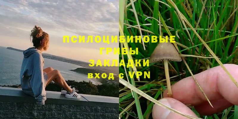 закладка  Алексин  Псилоцибиновые грибы Cubensis 